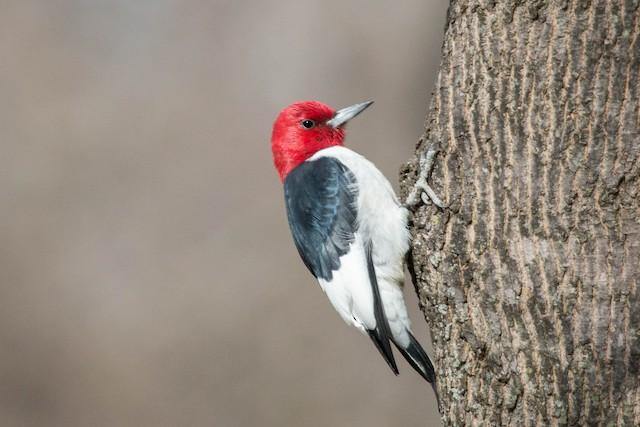 The TOP 20 most beautiful birds that most common in North America(with photos) - PalProt