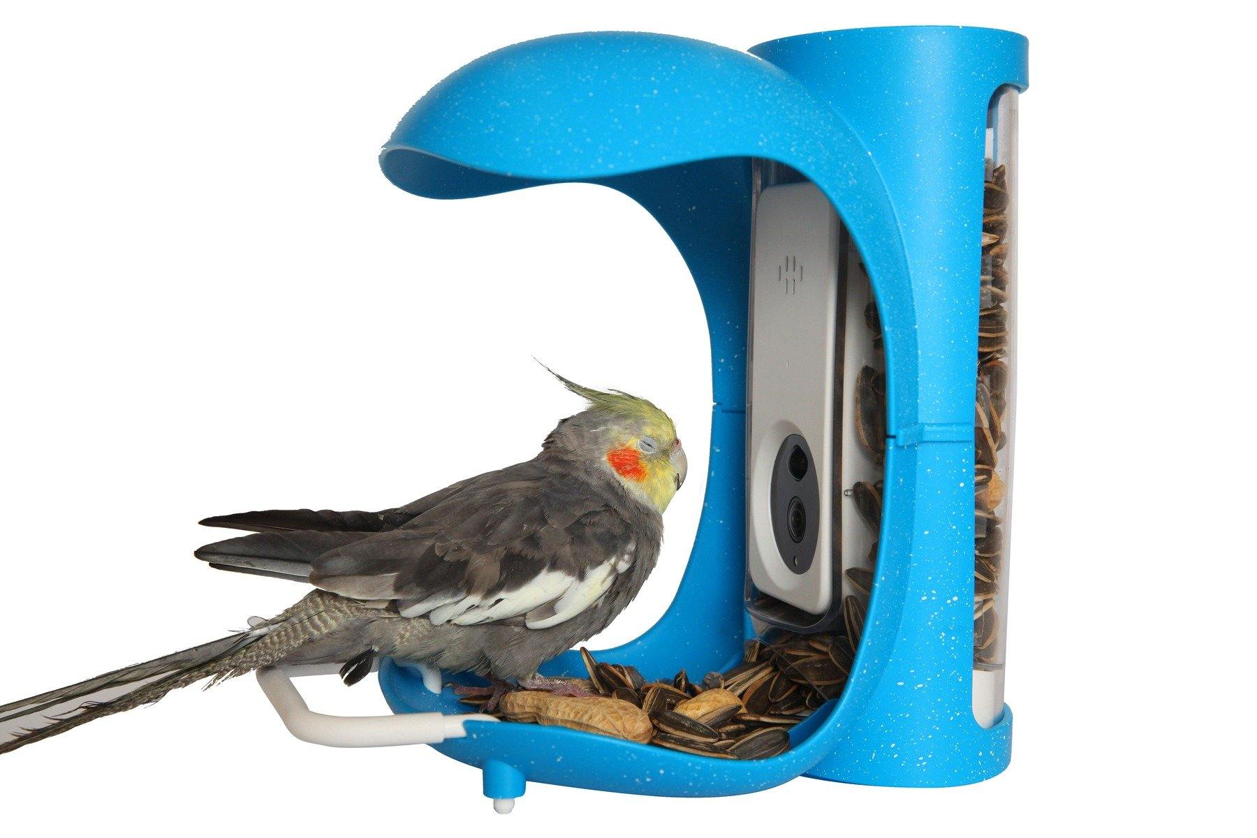Why is it a smart bird feeder? - PalProt
