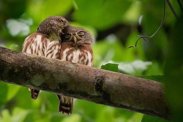 Amazonian Pygmy Owl, Suriname (Nl. Hardy's Dwerguil).