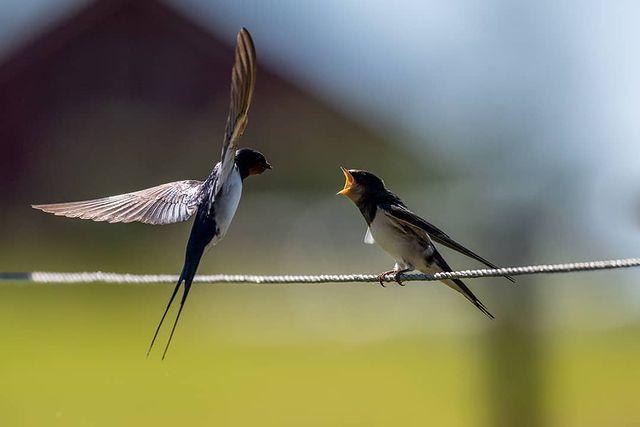 Barn Swallow, Bullaren, Sweden