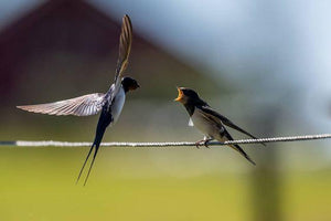 Barn Swallow, Bullaren, Sweden
