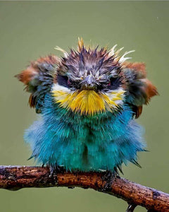 Angry bird:European Bee-eater
