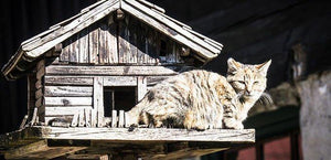 How to Stop Cats from Killing Birds?(6 Invalid methods and 7 effective ways) - PalProt