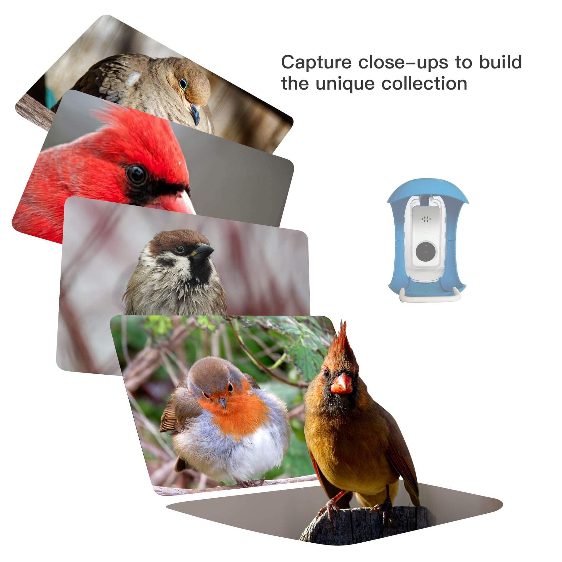 5* Bird Detective Smart Bird Feeder - PalProt